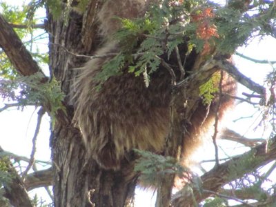 Raccon back.jpg