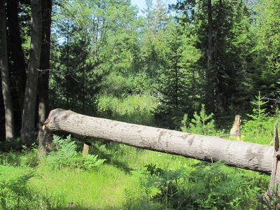 Poplar close up.jpg