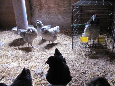 Introductions Bluie JR & 3 blue pullets.jpg