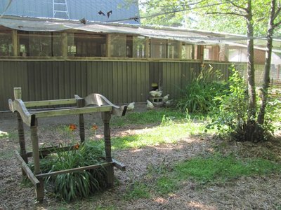 Grass 2016 Aug 2nd no rain.jpg
