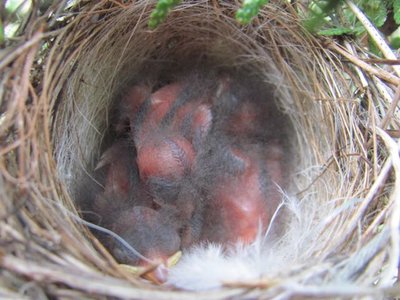 Baby birds hatched.jpg