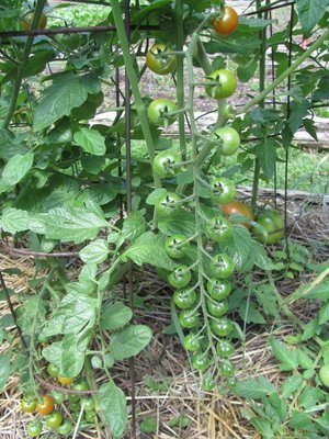 Tomato, record 24 cherry tomatoes.jpg