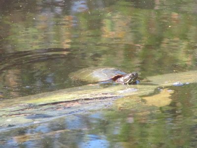 Midland Painted turtle.jpg