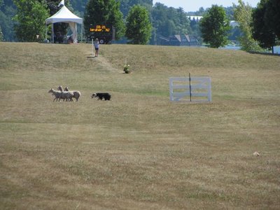 Sheep dog trials.jpg