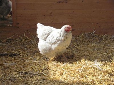 Splash Hens 1.jpg