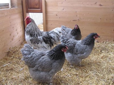 Wy's Splash & hens 1.jpg