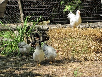 Sprouting grain 1.jpg