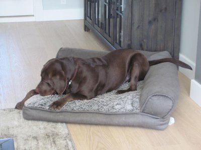 Forest on bed playing with tenis ball.jpg