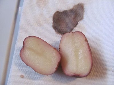 Seed potato cut.jpg