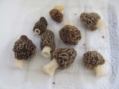 Morels, May 12, 2021.jpg