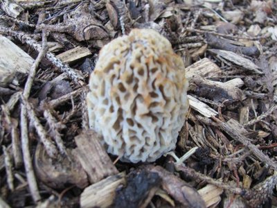 Morel L.jpg