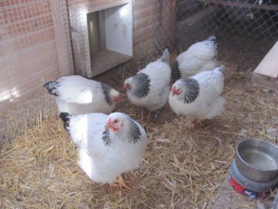 Dec. pullets.jpg