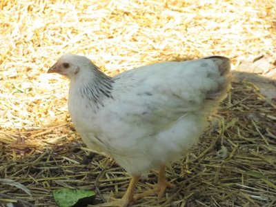 Blue Col pullet 1.jpg