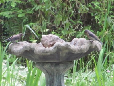 Bluebirds.jpg