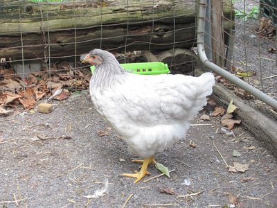 Light Blue-Lavender pullet.jpg