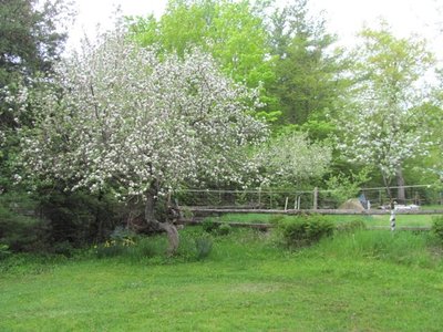 Old apple tree.jpg