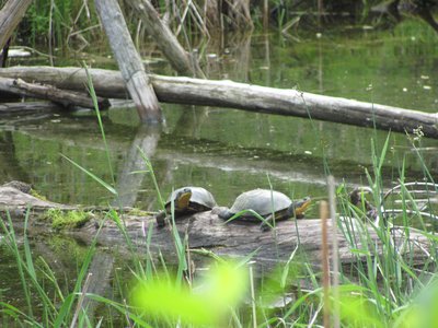 Turtles on a log.jpg