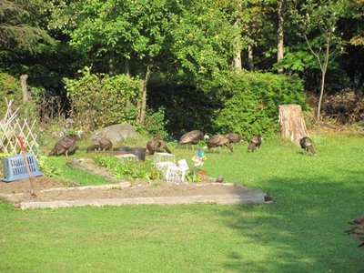 Turkeys in the garden.jpg