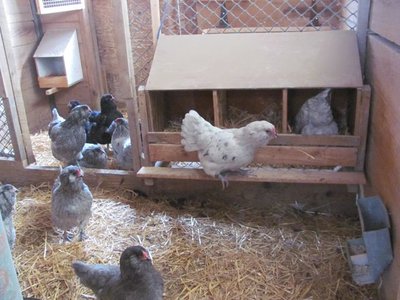 Ameraucana laying line up.jpg
