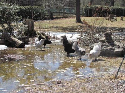 Amer. puddle.jpg
