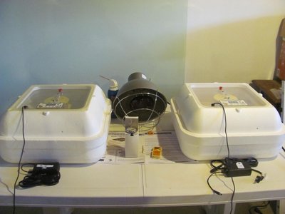 Complete incubating and hatching set up.jpg