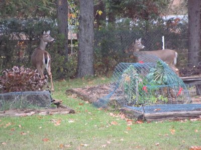 Deer in the garden.jpg