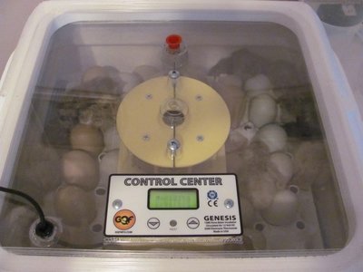 Hatching in plastic tray.jpg