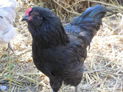 Black C Sale 3.jpg