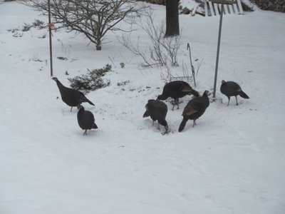 Turkeys under the bird feeder.jpg