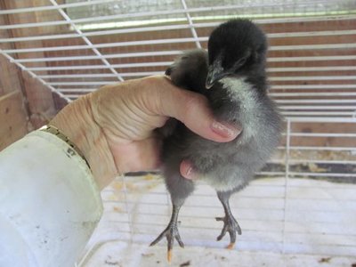 B 2 Black chick.jpg