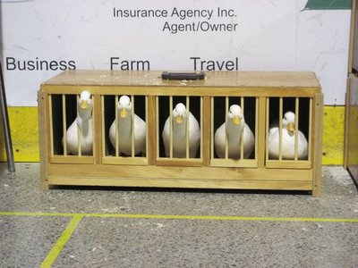 Five duckies.jpg