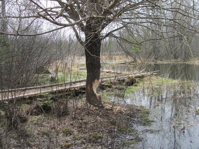 Willow 1.jpg
