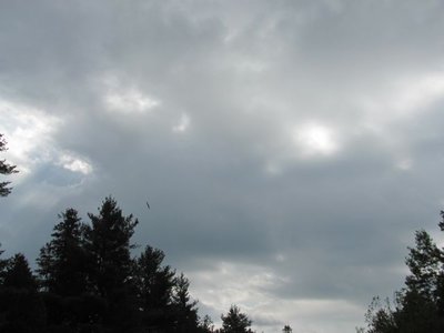 Blue Heron & cloud.jpg