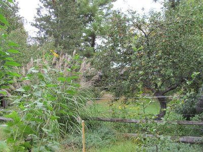 Jerusalem artichokes & coreopses.jpg