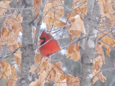 Cardinal 2.jpg