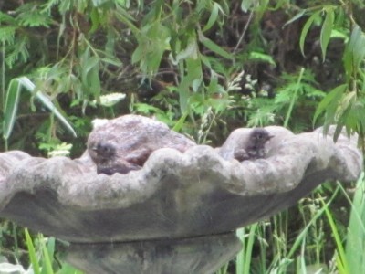 BLUEbirds taking a bath.jpg