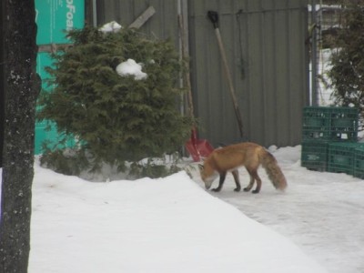 Fox at the barn.jpg