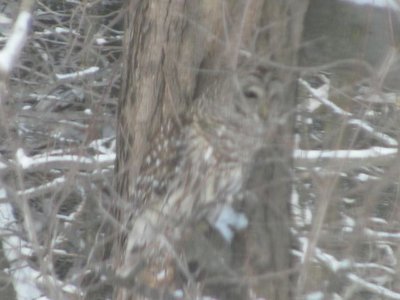OWL.jpg