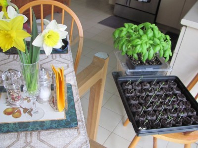 indoor gardening.jpg