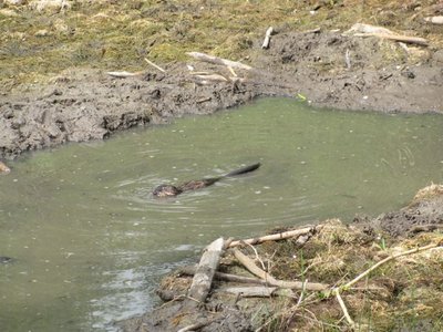 Muskrat building a moat.jpg