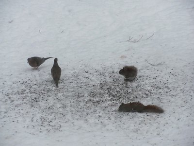 Mourning doves and red squirels.jpg