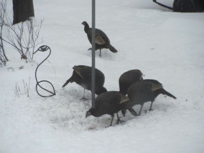 Turkeys under the feeder 1.jpg