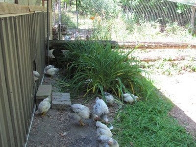 Mactavish checking out the new chicks.jpg