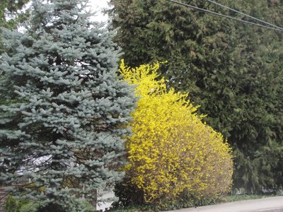 Forsythia.jpg