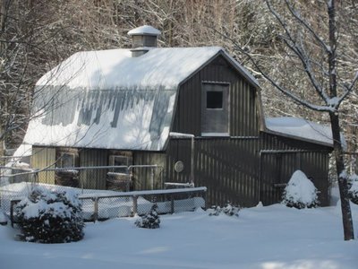 Back yard.jpg