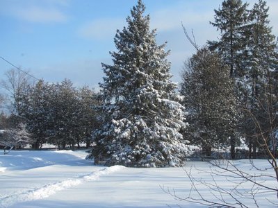 Front yard .jpg