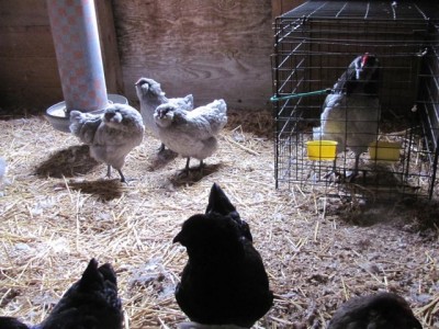 Ameraucanas 5 month &amp; Bluie JR