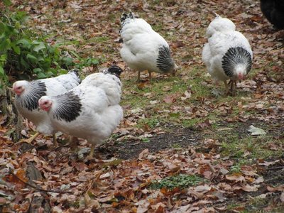 4 Columbian pullets.jpg