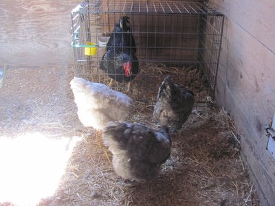 Breeding pen 20019 Jewel.jpg