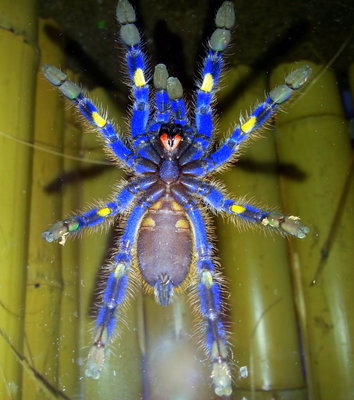 Not one of mine.. but exactly what they look like.. my guys are all hiding in their logs